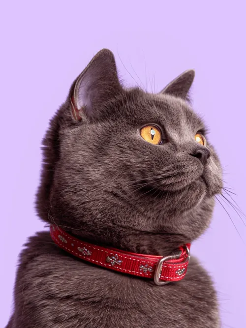 Bag of omega rich kibble